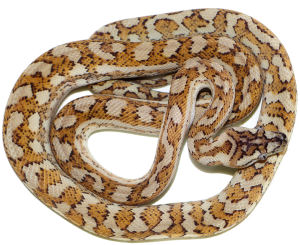 Inland Reptile - Carpet Python Availability