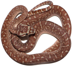 Inland Reptile - Carpet Python Availability