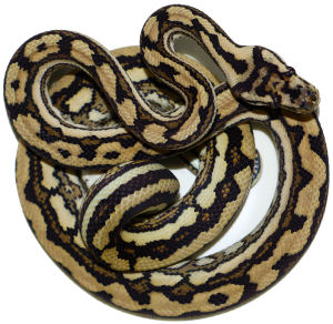 Inland Reptile - Carpet Python Availability