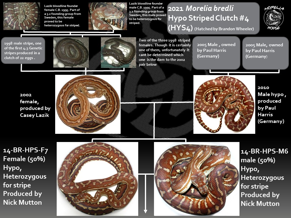 Inland Reptile - 2021 Pedigrees