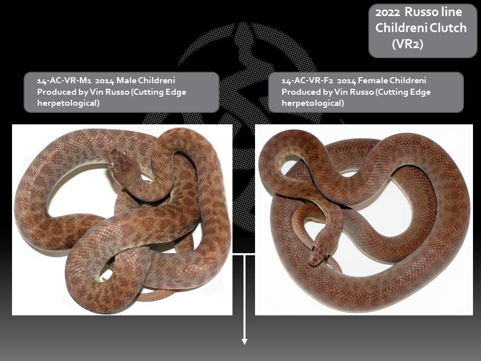 Inland Reptile - 2022 Pedigrees